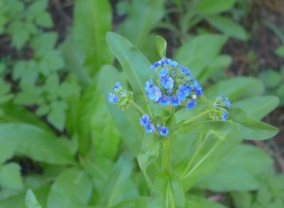 Hackelia nervosa, photographed by John Hibbard
