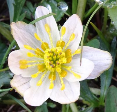 Trollius komarovii, photographed by Dag Endresen