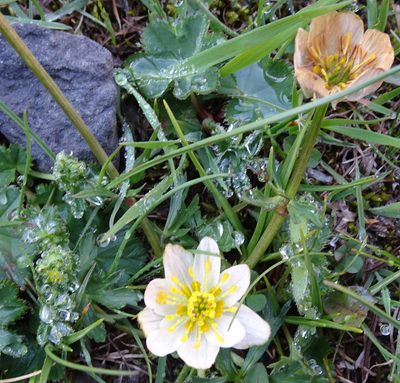 Trollius komarovii, photographed by Dag Endresen