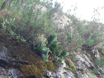 Kumara haemanthifolia, photographed by Chris Vynbos