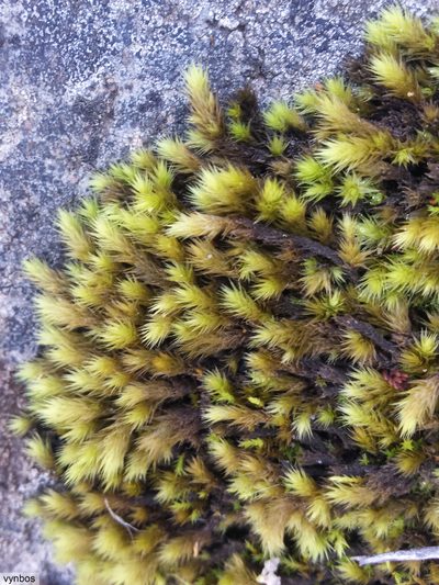 Breutelia substricta, photographed by Chris Vynbos