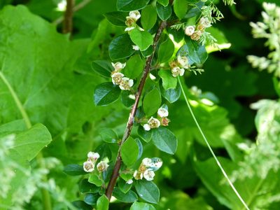 Cotoneaster divaricatus, photographed by botanygirl