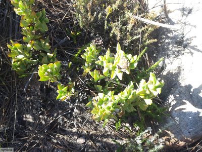 Erepsia heteropetala, photographed by Chris Vynbos