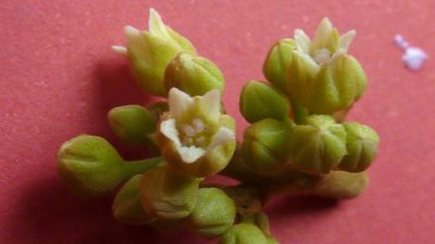 Thyrsodium spruceanum, photographed by russiannaturalistbrazil