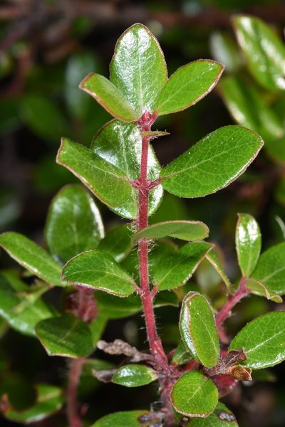 Arctostaphylos nummularia, photographed by Don Loarie