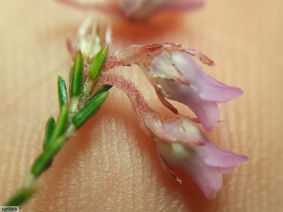 Erica acuta, photographed by Chris Vynbos