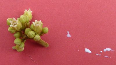 Thyrsodium spruceanum, photographed by russiannaturalistbrazil