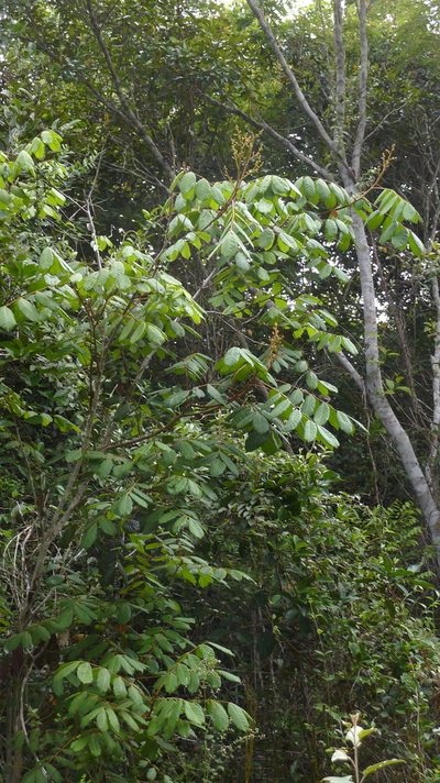 Thyrsodium spruceanum, photographed by russiannaturalistbrazil