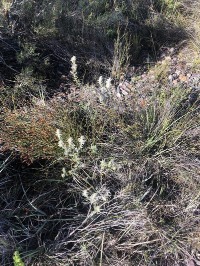Phylica recurvifolia, photographed by Dave U