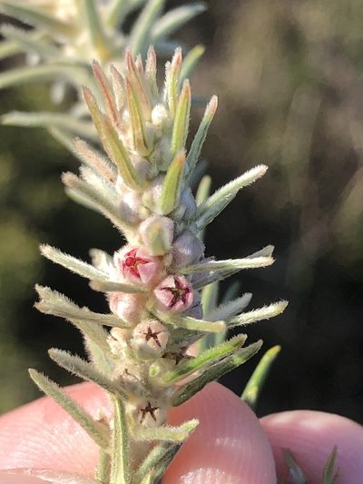 Phylica recurvifolia, photographed by Dave U