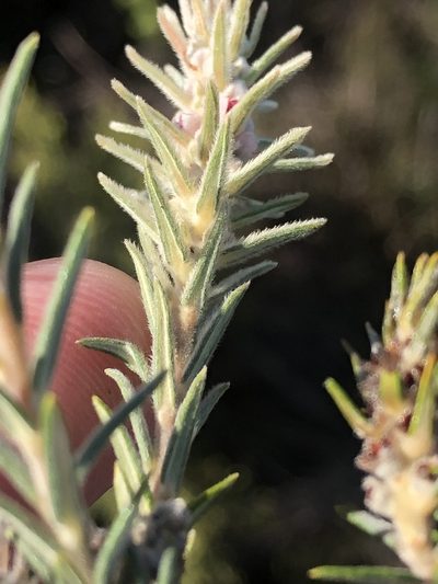Phylica recurvifolia, photographed by Dave U