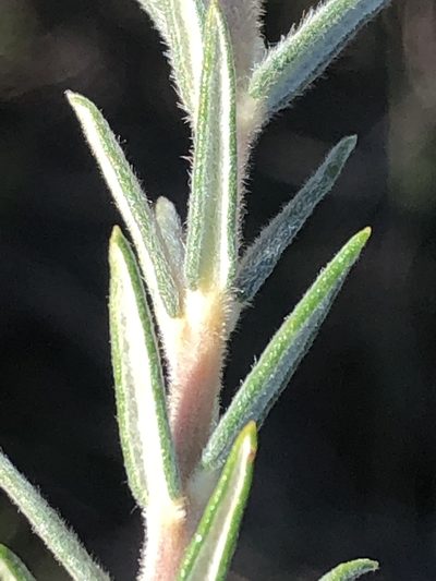 Phylica recurvifolia, photographed by Dave U