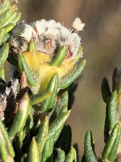 Phylica propinqua, photographed by Dave U