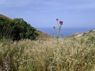 Onopordum illyricum, photographed by Pieter Huybrechts