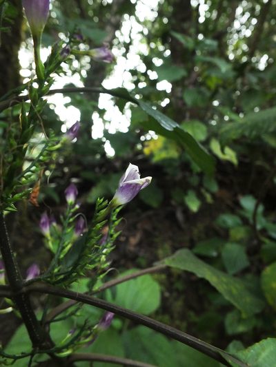 Gymnostachyum warrierianum, photographed by Siddarth Machado