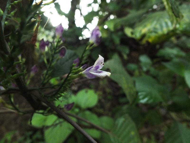 Gymnostachyum warrierianum, photographed by Siddarth Machado