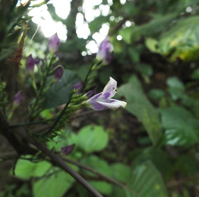 Gymnostachyum warrierianum, photographed by Siddarth Machado
