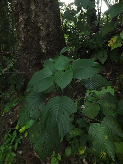Gymnostachyum warrierianum, photographed by Siddarth Machado