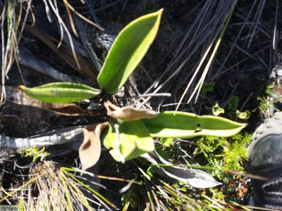 Corymbium congestum, photographed by Chris Vynbos