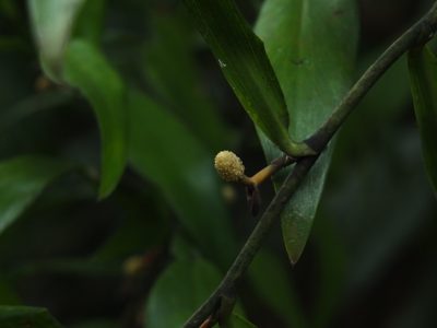 Pothos scandens, photographed by Siddarth Machado