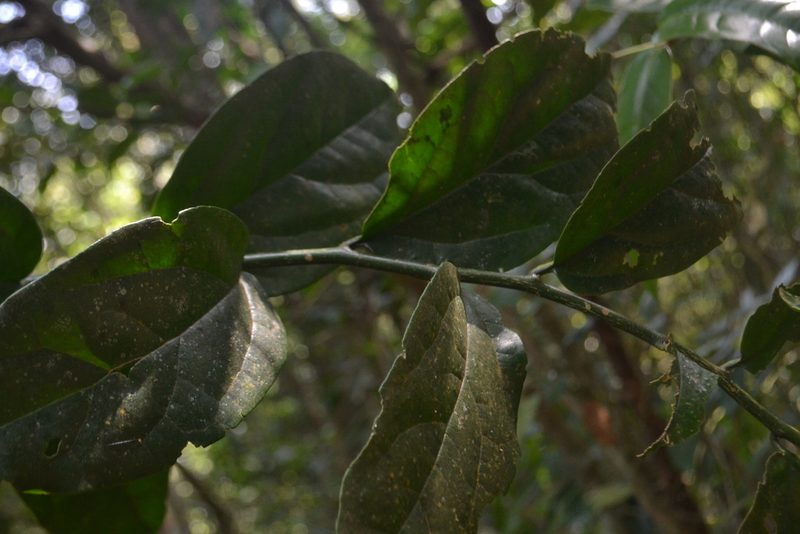 Scleropyrum pentandrum, photographed by Siddarth Machado