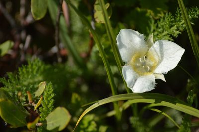 Calochortus subalpinus, photographed by David Anderson