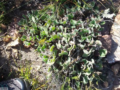 Pelargonium ovale, photographed by Chris Vynbos