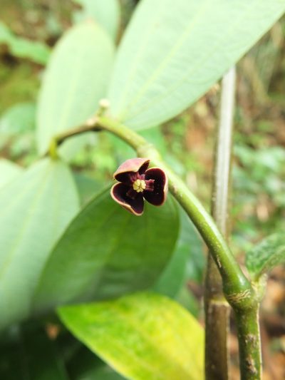 Thottea siliquosa, photographed by Siddarth Machado