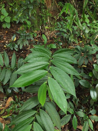 Thottea siliquosa, photographed by Siddarth Machado