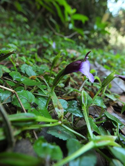 Torenia bicolor, photographed by Siddarth Machado