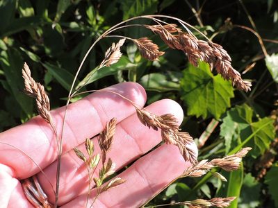 Festuca paradoxa, photographed by Sam Kieschnick
