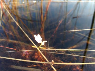 Utricularia benjaminiana, photographed by Robert Taylor