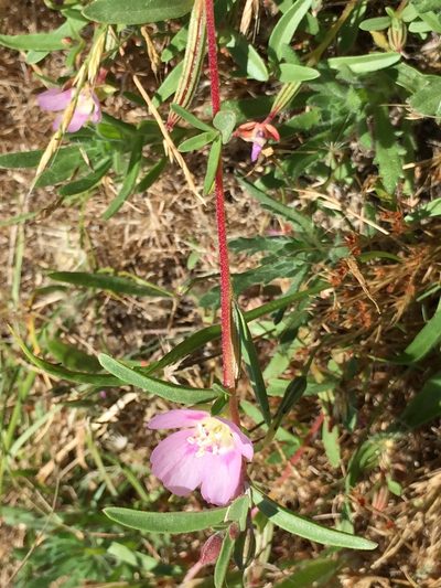 Clarkia prostrata, photographed by David A. Krause