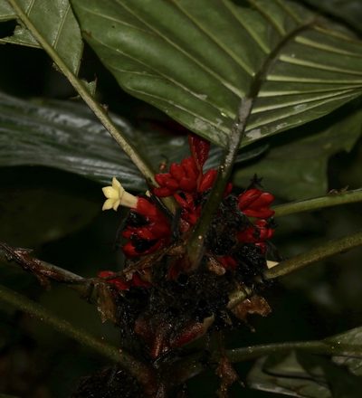 Pentagonia macrophylla, photographed by Aitor