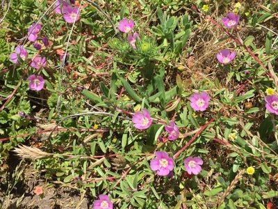 Clarkia prostrata, photographed by David A. Krause