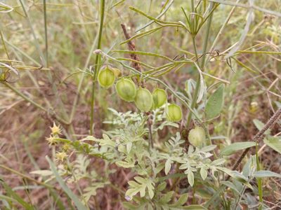 Hebecarpa ovatifolia, photographed by Cleveland Powell