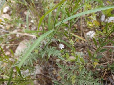 Carlowrightia texana, photographed by Cleveland Powell