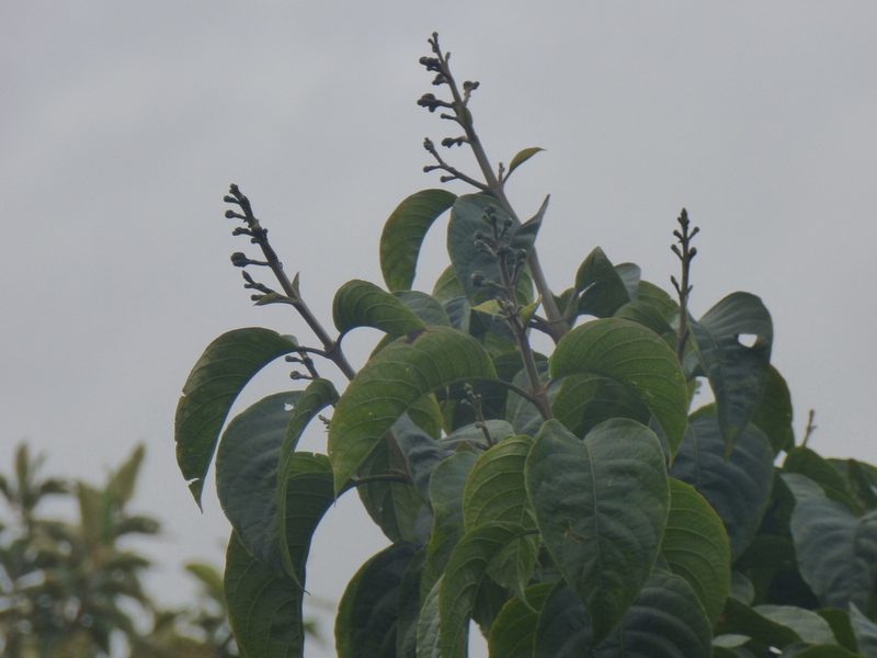 Trichanthera gigantea, photographed by Daniel van der Post