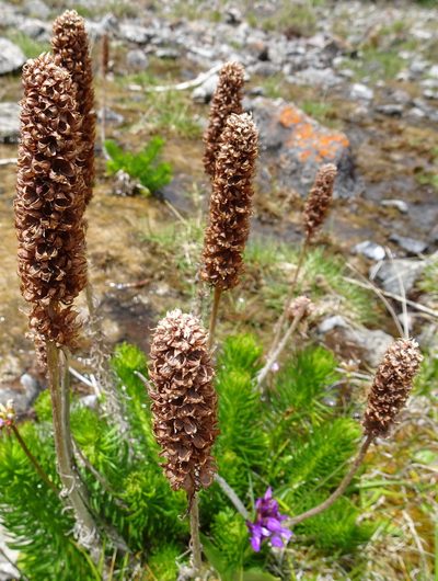 Rhodiola semenovii, photographed by Dag Endresen