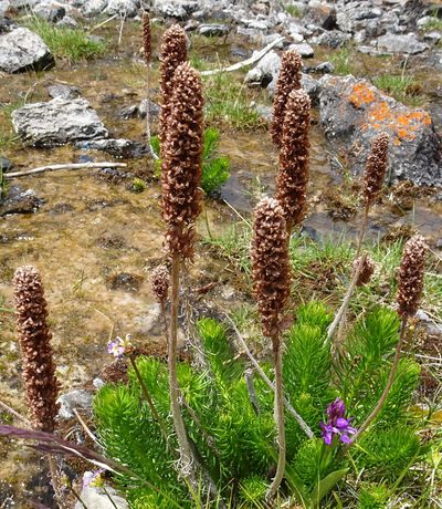 Rhodiola semenovii, photographed by Dag Endresen