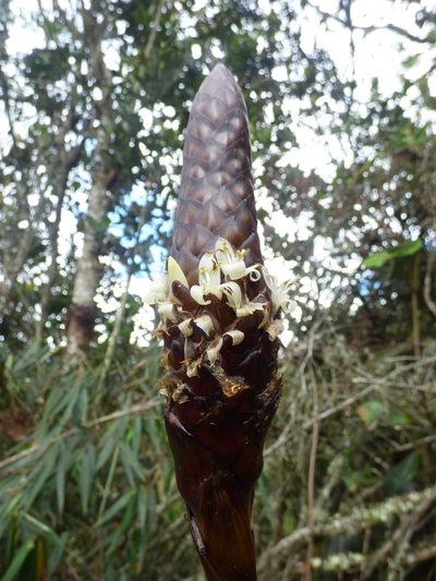Guzmania coriostachya, photographed by Daniel van der Post