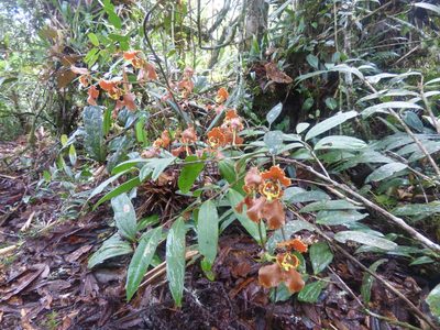 Cyrtochilum annulare, photographed by Daniel van der Post