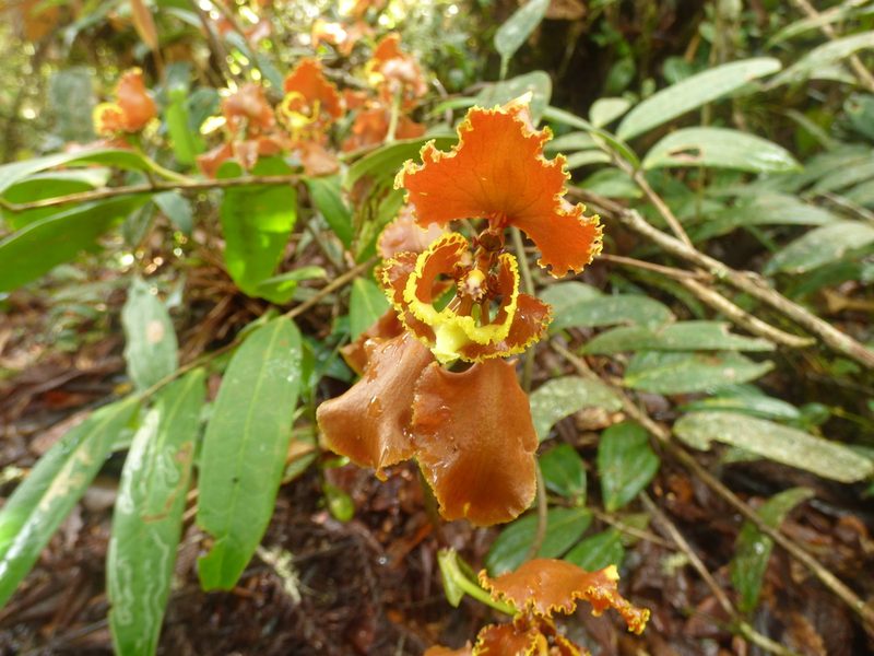 Cyrtochilum annulare, photographed by Daniel van der Post