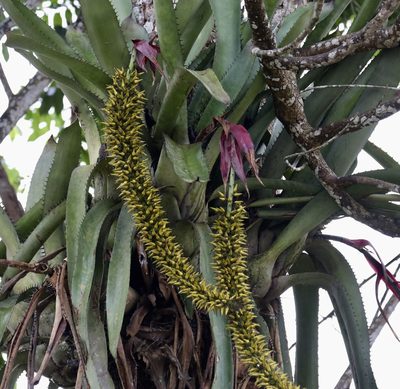 Aechmea setigera, photographed by Aitor