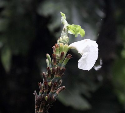 Dimerocostus strobilaceus, photographed by Aitor