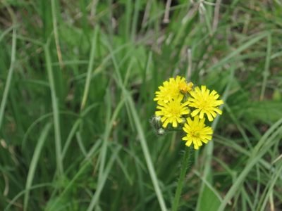 Pilosella floribunda, photographed by Repina Tatyana