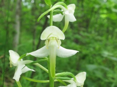 Platanthera densa, photographed by Repina Tatyana