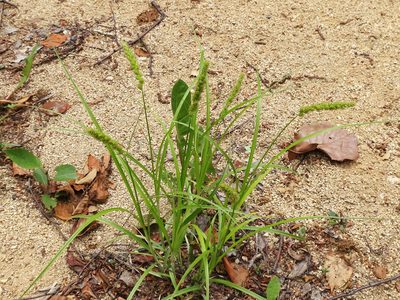 Carex leiorhyncha, photographed by Repina Tatyana