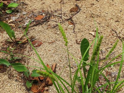 Carex leiorhyncha, photographed by Repina Tatyana