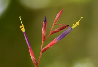 Tillandsia fuchsii, photographed by Neptalí Ramírez Marcial